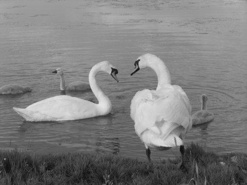 Swans at the academy of light