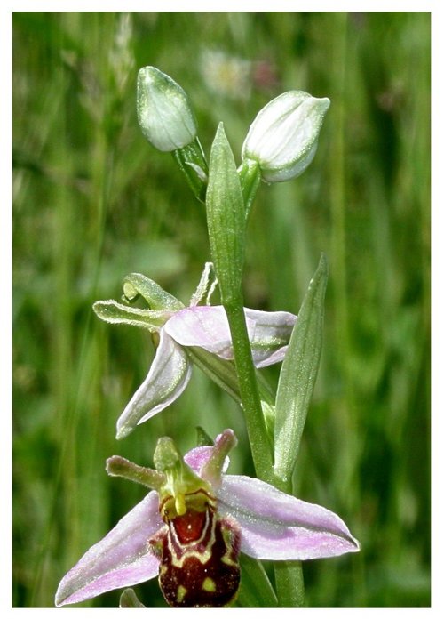 Bee Orchid