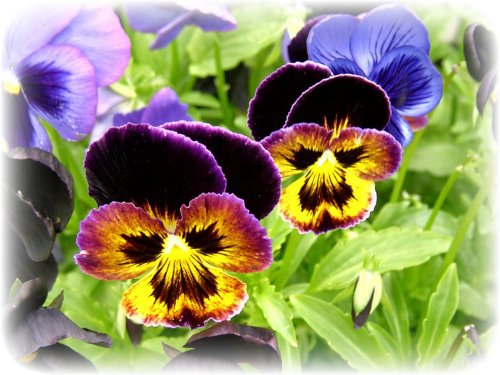 Flowers in my garden