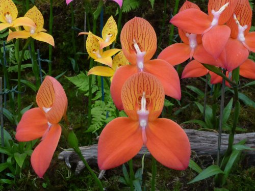 Hampton Court Palace & Gardens