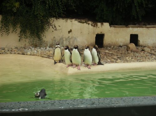 Penguins at Twycross Zoo