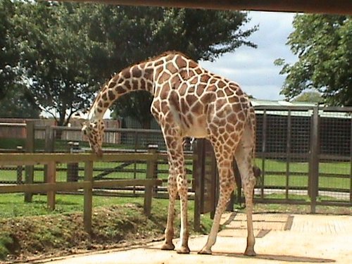 Whipsnade Wild Animal Park