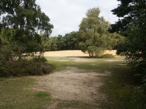 Horsell Common near Woking