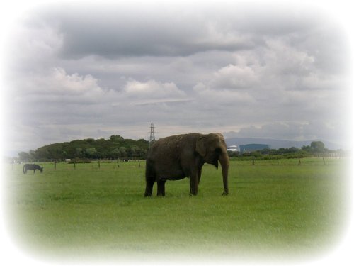 Elephant in Cleveleys