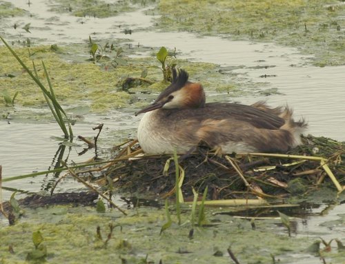 Great Crested Grebe