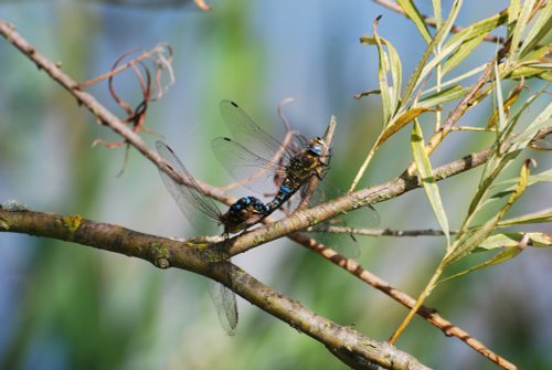 Mating Dragonflies