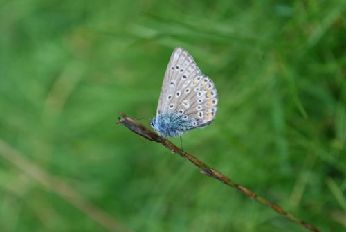 Common Blue butterfly male