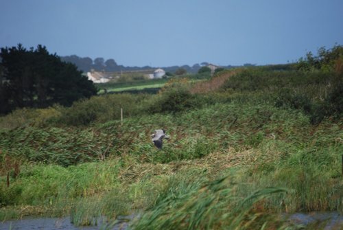 Marazion marshes with grey heron swooping in