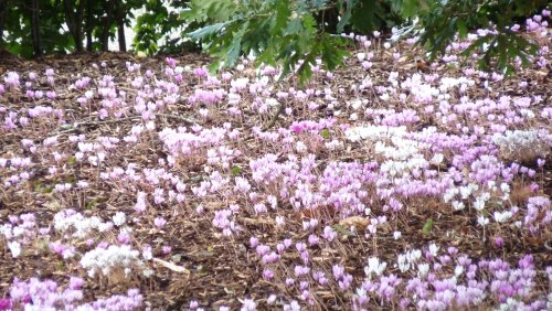 Unkown flowers from central europe.