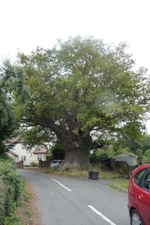 The Eardisley Oak