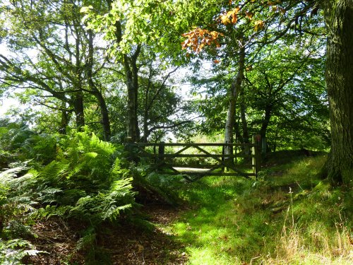 Boggy Wood, Claughton