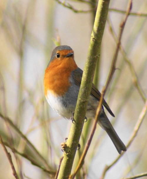 Attenborough Nature Reserve