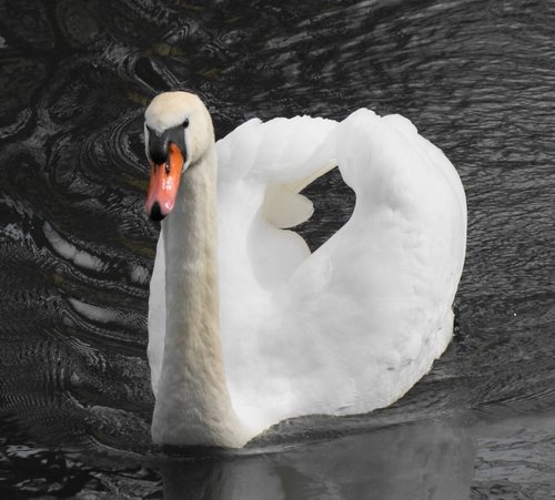 Attenborough Nature Reserve