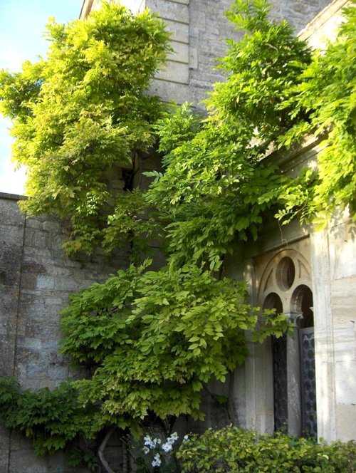 Wisteria, Iford Manor