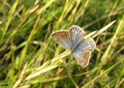 Female Adonis Blue butterfly on the cliffs at Dover