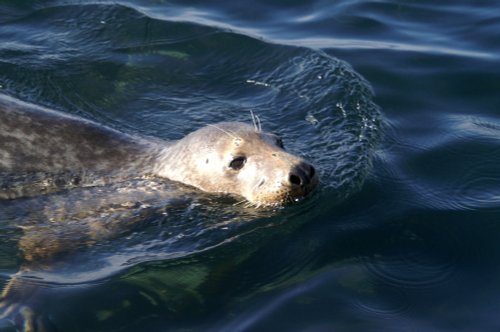 Friendly seal come up for a handout.