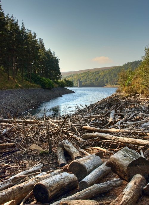 Driftwood on Howden Dam