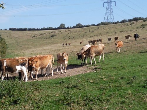 What are you looking at ?