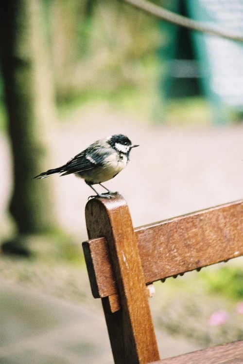 A bird ...... I haven't got a clue what species.