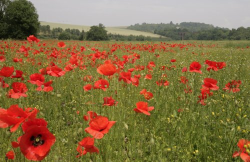 Poppies near Eynsford village, Kent