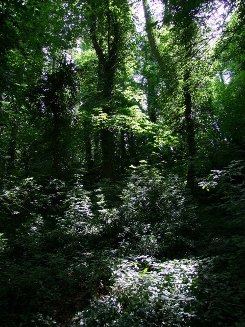 Went Valley in Spring 2009