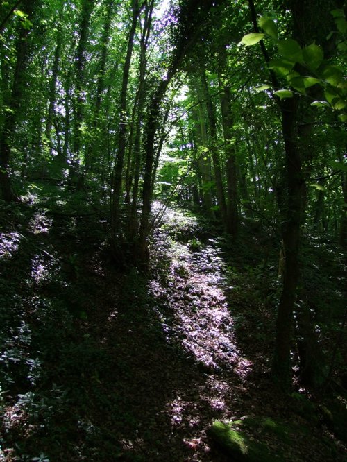 Went Valley in Spring 2009