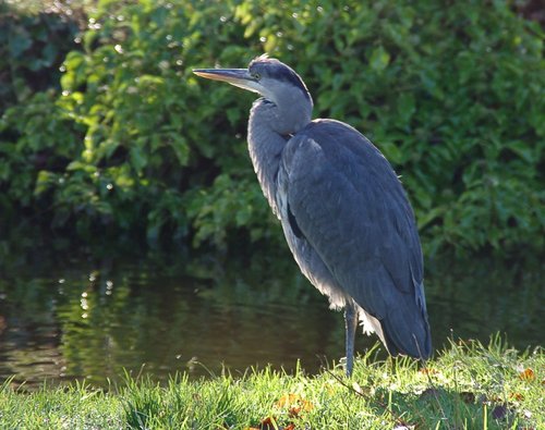 Heron on the river Wye Buxton