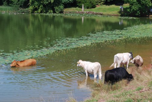 A nice cool dip on a summers day!