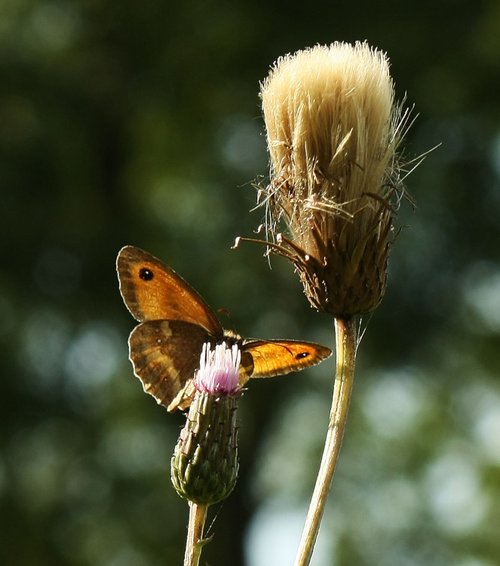 Gatekeeper butterfly