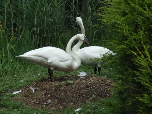 Wildfowl & Wetlands Trust Martin Mere