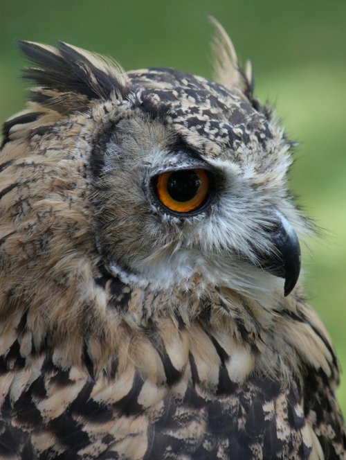 Cottingham Day 2009 011