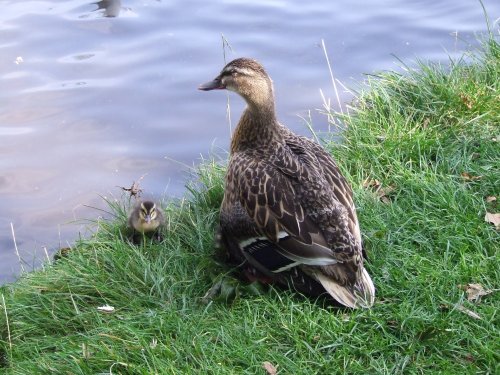 Wildfowl & Wetlands Trust Martin Mere