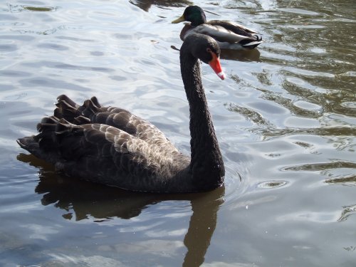 Wildfowl & Wetlands Trust Martin Mere
