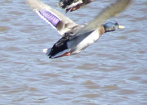 Wildfowl & Wetlands Trust Martin Mere