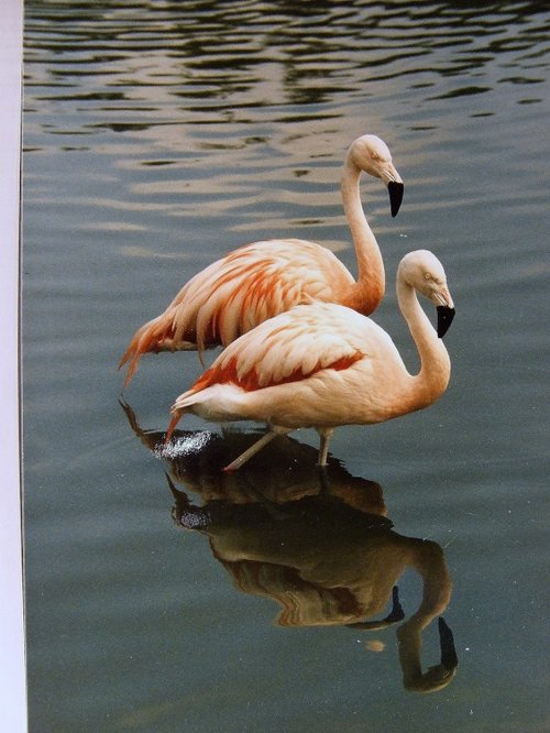 Wildfowl & Wetlands Trust Martin Mere