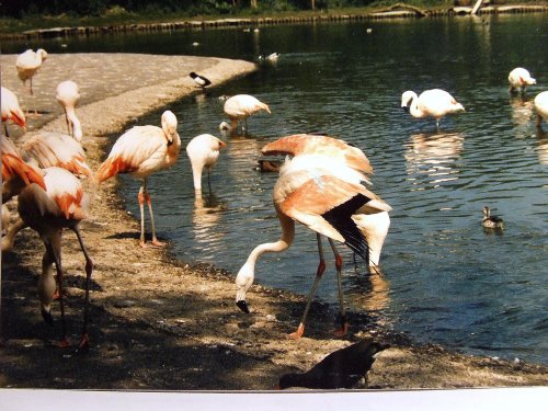 Wildfowl & Wetlands Trust Martin Mere
