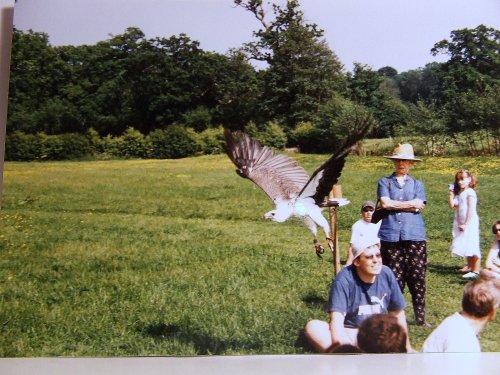Falconry display on Wimbledon Common