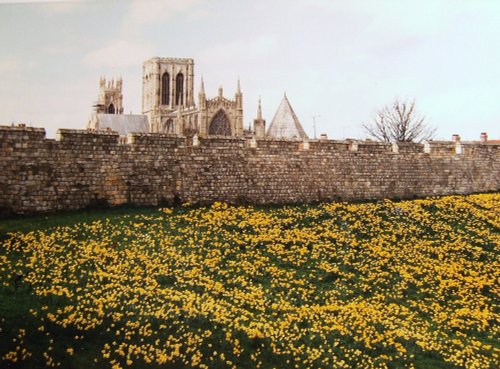 Wordsworth Month Daffodil time