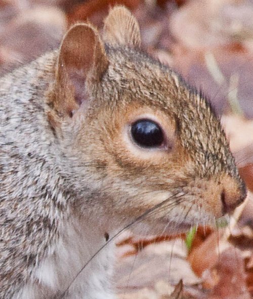 High Woods Country Park, Essex