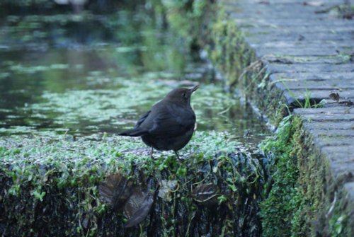 Baggeridge Country Park