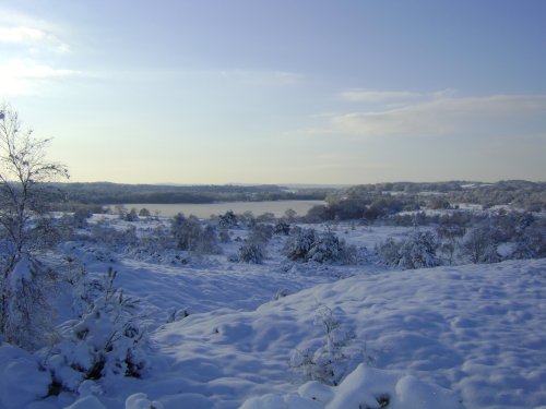 Frensham Common