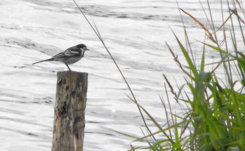 Pied Wagtail