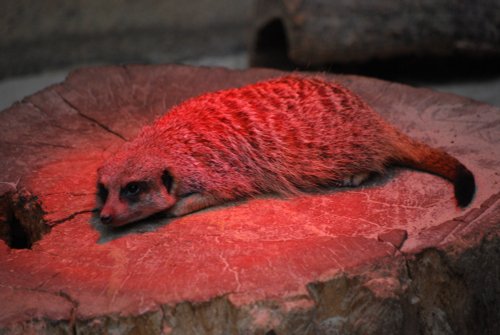 Getting that winter tan!