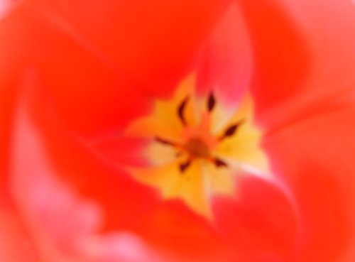 Inside of a Tulip