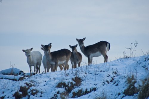Deer at Calke Abbey