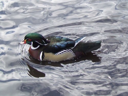 Wildfowl & Wetlands Trust Martin Mere