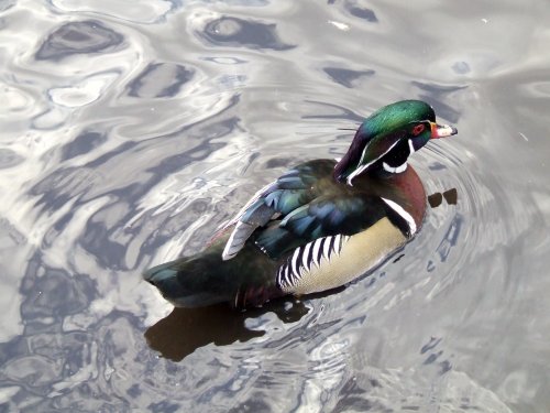 Wildfowl & Wetlands Trust Martin Mere