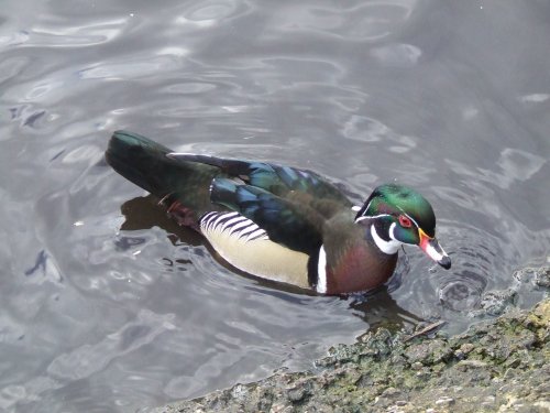 Wildfowl & Wetlands Trust Martin Mere