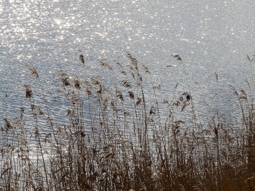 Wildfowl & Wetlands Trust Martin Mere