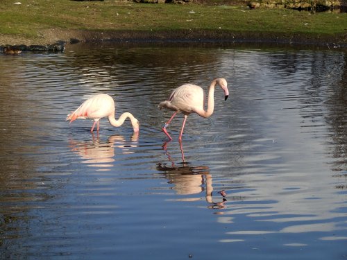 Wildfowl & Wetlands Trust Martin Mere